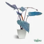 buy philodendron black cardinal plant sapling online