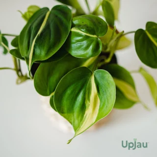 Philodendron Oxycardium Variegated Money Plant