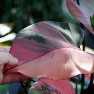 Pink Princess Philodendron