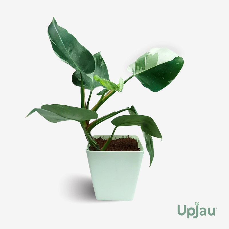 Philodendron White Wizard