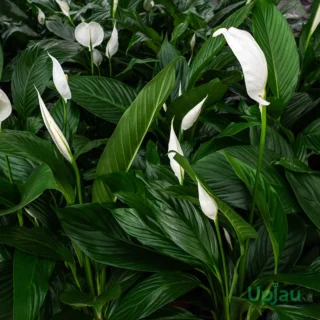 Spathiphyllum peace lily plant