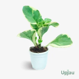 Peperomia Obtusifolia Green