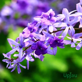 Petrea Volubilis