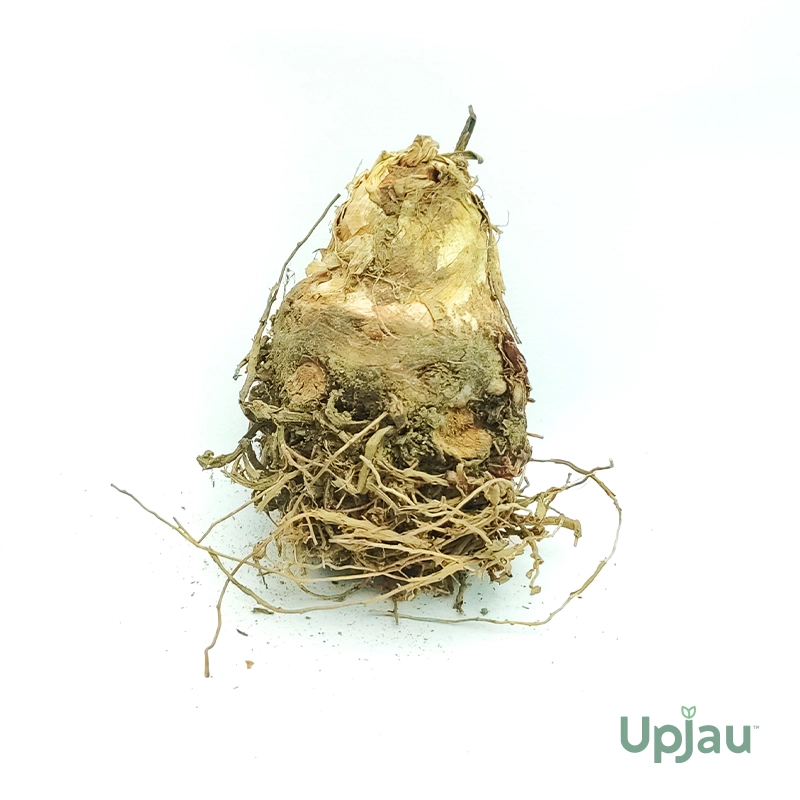 Rajnigandha Double Petal Bulb / Tuberose - Image 2