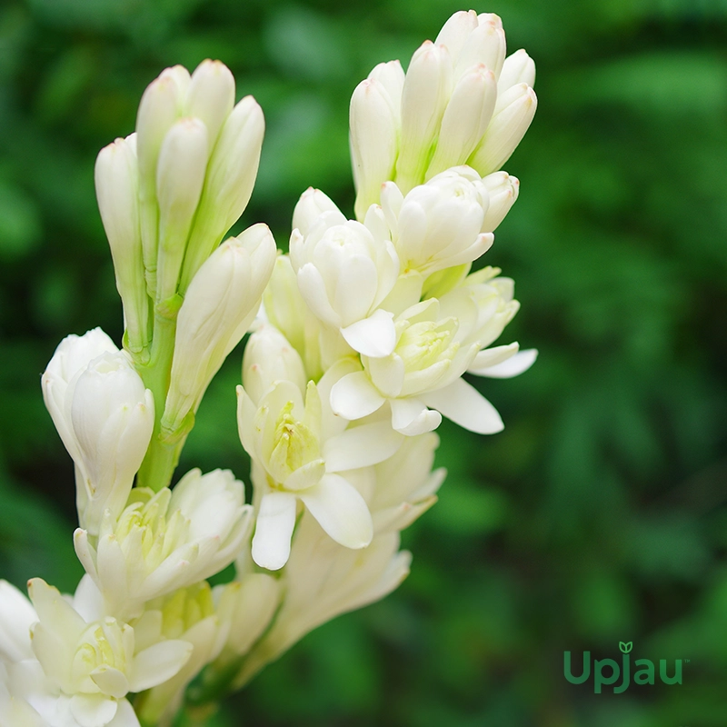 Rajnigandha Double Petal Tuberose Flower Bulbs