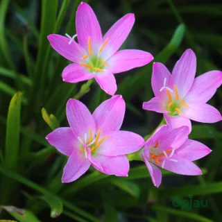 Rain Lily Zephyranthes Pink Bulb