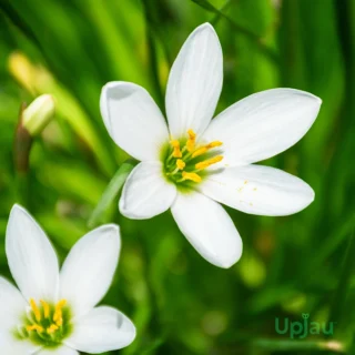 White Rain Lily Bulb