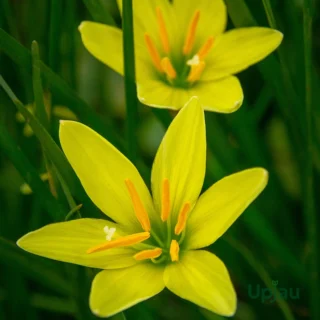 Rain Lily Zephyranthes Yellow Bulb