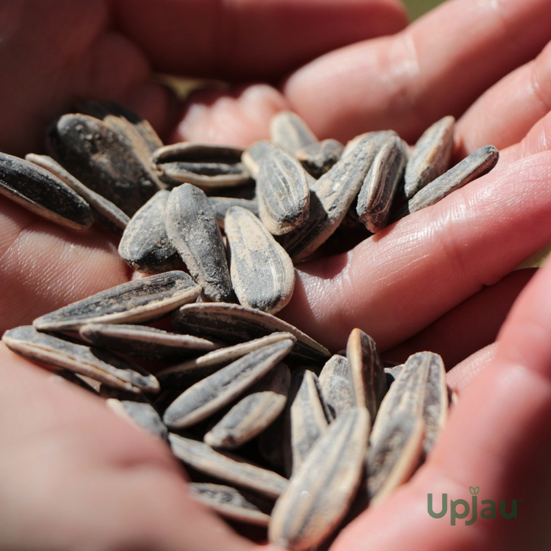 Sunflower Teddy Bear Helianthus Annuus Seeds (Hybrid) (20 Seeds) - Image 3