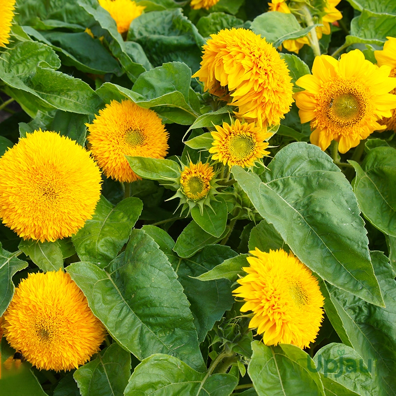 Sunflower Teddy Bear Helianthus Annuus Seeds (Hybrid) (20 Seeds) - Image 2