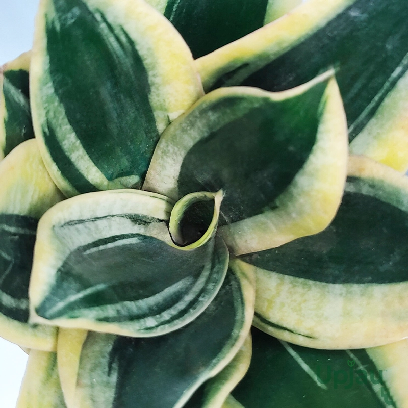 Sansevieria Golden Hahnii Snake Plant - Image 2