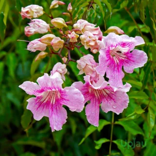 Tecomaria Capensis Tecoma Blue Plant