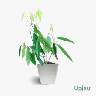 Tej Patta Plant (Bay Leaf Plant / True Cinnamon Plant)