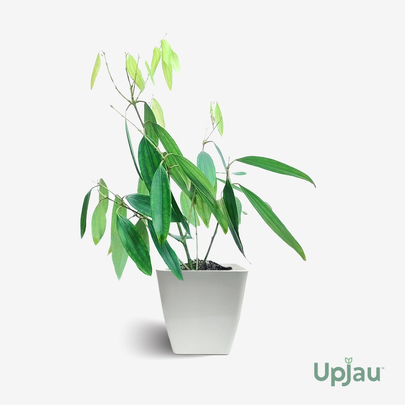 Tej Patta Plant (Bay Leaf Plant / True Cinnamon Plant)