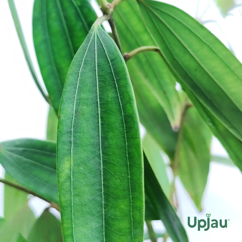Tej Patta / True Cinnamon / Bay Leaf Plant - Image 2