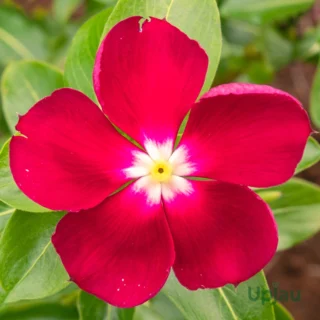 Vinca Pacifica XP Red Halo Seeds (Hybrid Imported) (25 Seeds)