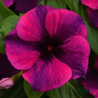 Hybrid Vinca Tattoo Black Cherry Flower Seeds