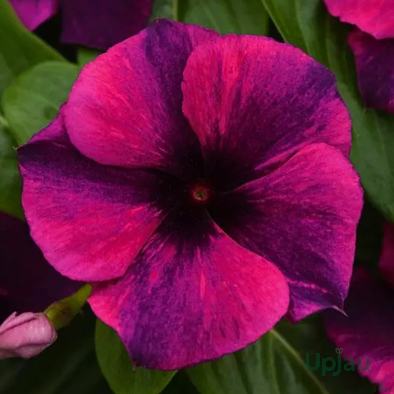 Hybrid Vinca Tattoo Black Cherry Flower Seeds