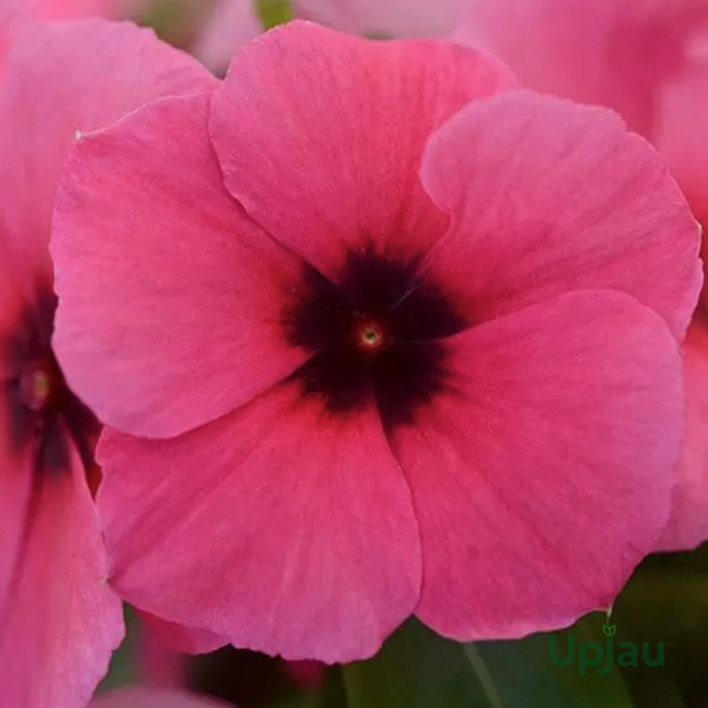 Vinca Tattoo Raspberry