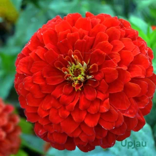Zinnia Zahara Double Petal Orange Seeds (Hybrid Imported) (20 Seeds)