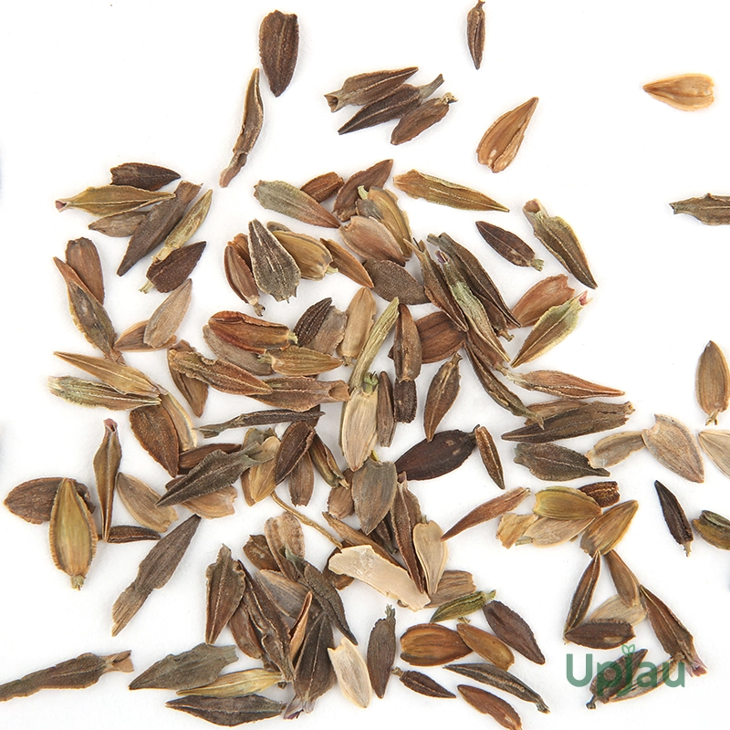 Zinnia Zahara Double Petal Salmon Seeds (Hybrid Imported) (20 Seeds) - Image 2