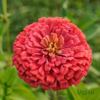 hybrid Zinnia Zahara Double Petal Salmon Seeds