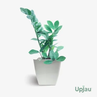 Zamioculcas Zamiifolia Plant