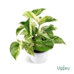 Buy Marble Queen pothos online in India