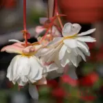 Hanging begonia bulbs online India for balcony gardening