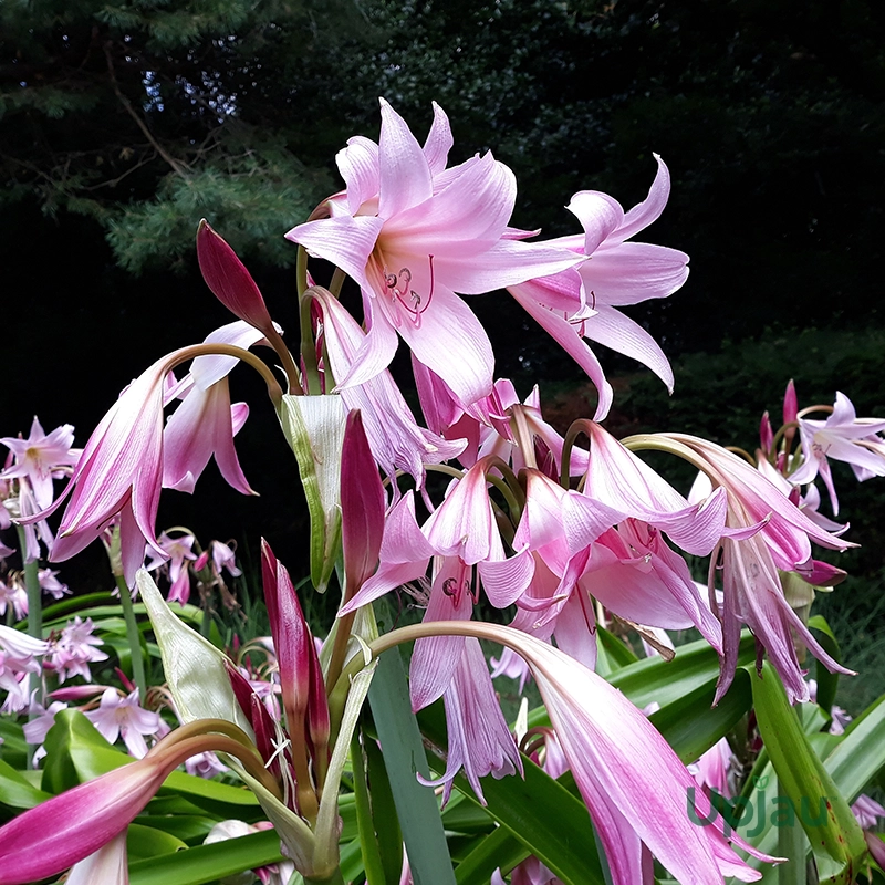 Pink Crinum Lily Color Bulb (Big Size) - Image 2