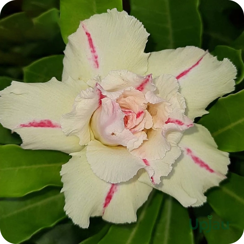 Double Petal Yellow Adenium Plant