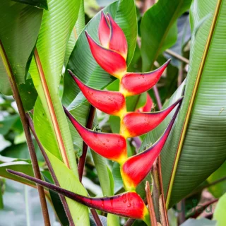Heliconia Lobster Claws Bulb
