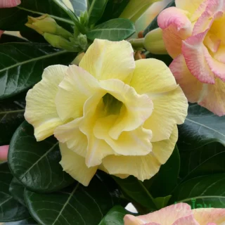 Triple Petal Yellow Adenium plant
