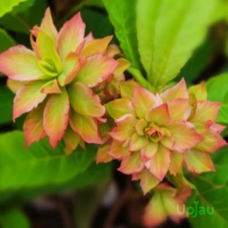 Hot Green Flower adenium plant
