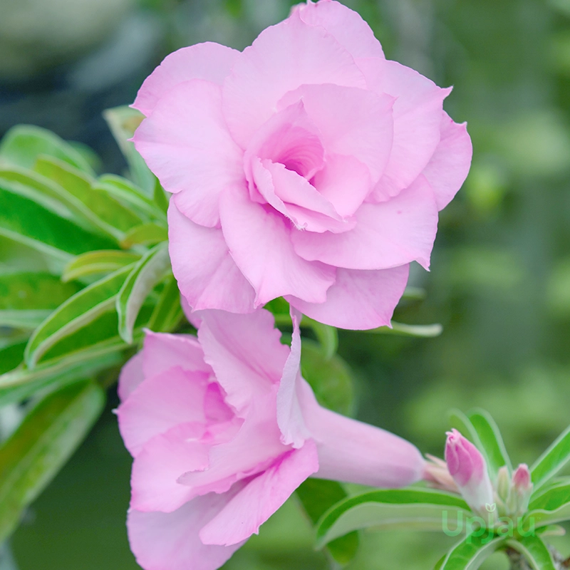 Adenium Priyanka Grafted (Triple Petal Soft Pink) - Image 3