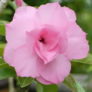 Triple Petal Soft Pink Adenium Plant
