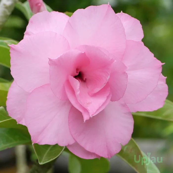 Triple Petal Soft Pink Adenium Plant