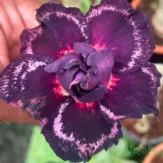 Triple Petal Hot Purple Adenium Plant