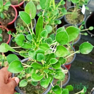 Oval Shape Leaf Adenium Plant