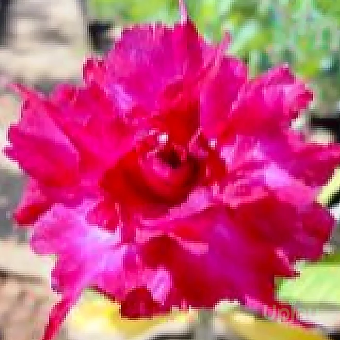 Triple Petal Pink Shine Adenium Plant