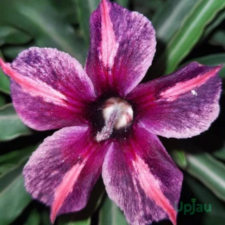 Triple Petal Hot Violet adenium plant