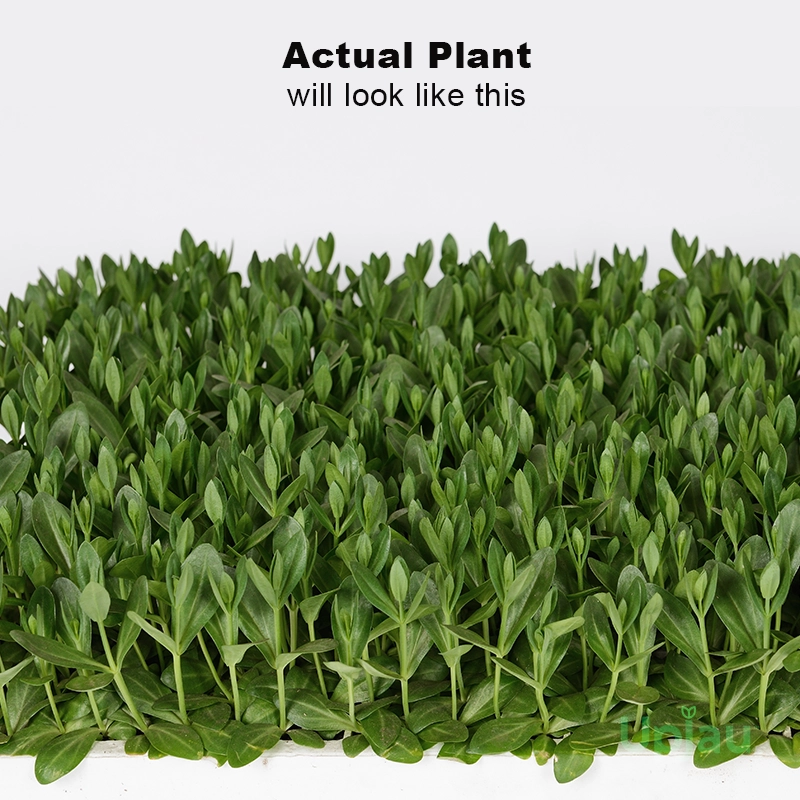 Lisianthus/Eustoma Combo Plant Sapling (8pcs) - Image 2