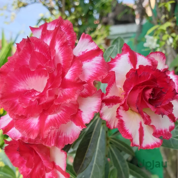 Triple Petal Soft Red White adenium plant