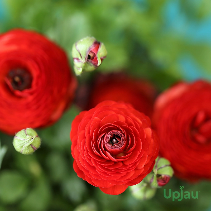 Buy Red Ranunculus Bulbs Online India