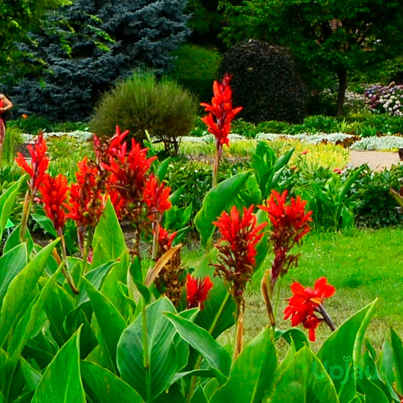 Canna Lily Red Bulbs - Image 4