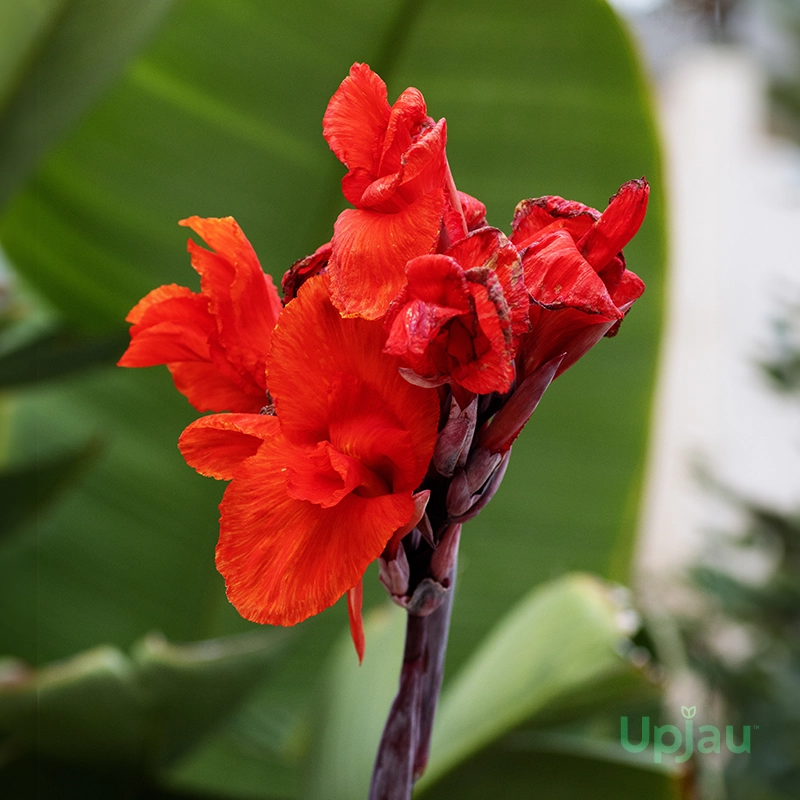 Canna Lily Red Bulbs - Image 3