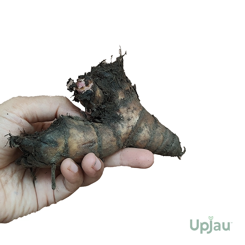 Canna Lily Red Bulbs - Image 2