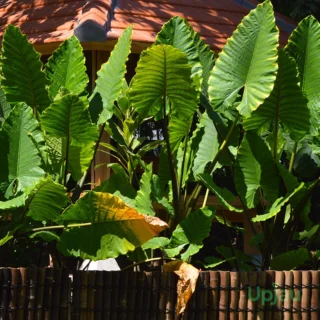 Alocasia bulbs