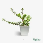 Elephant Bush,