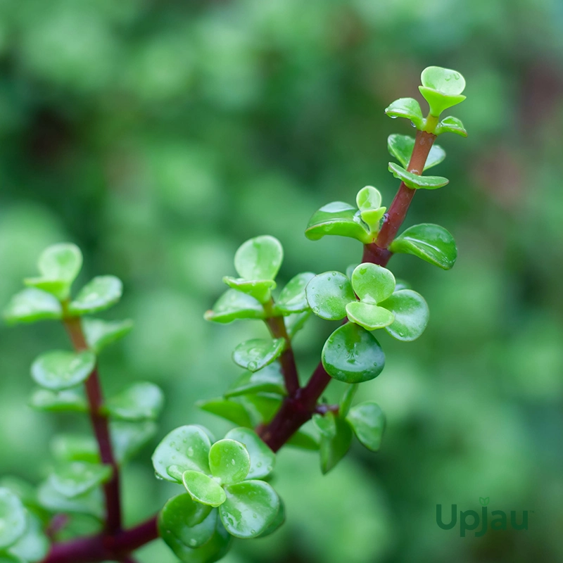 Jade Plant /Elephant Bush - Image 3